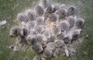 cochinilla en la marihuana